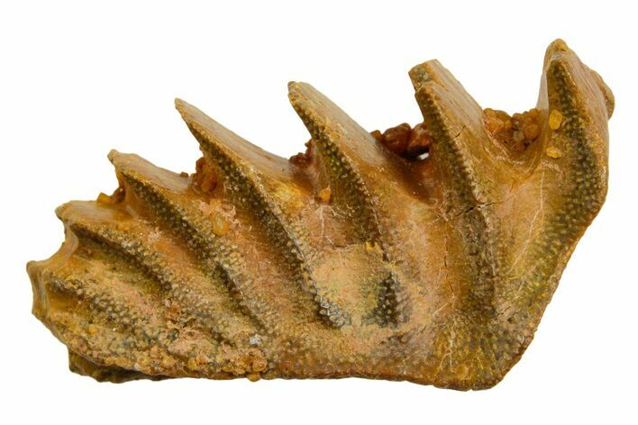 Cretaceous Lungfish (Ceratodus) Tooth Plate - Morocco #366722